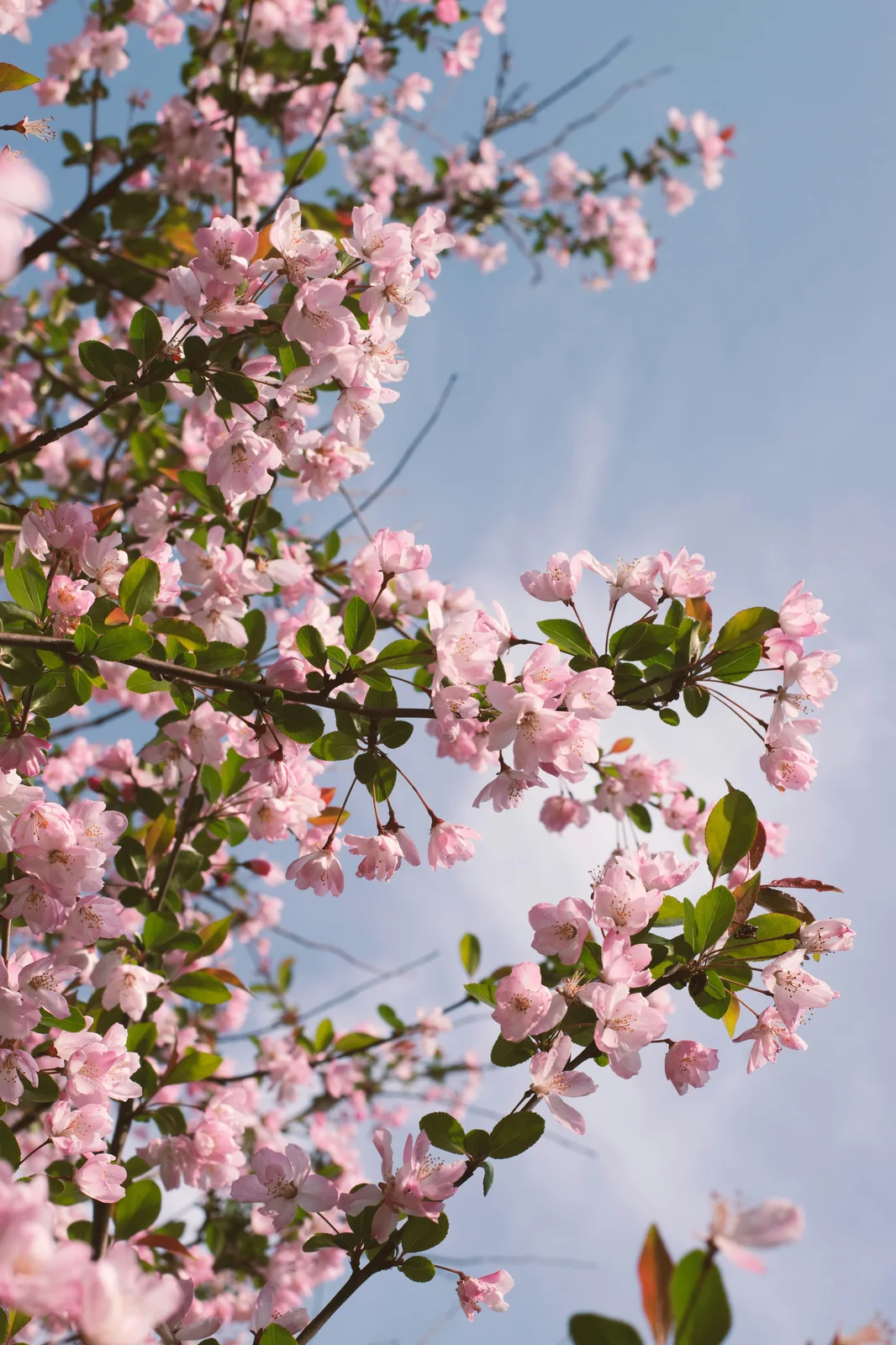 Seasonal Blessing - cherry blossoms, Japan wedding tradition